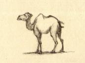 Верблюд (арк. 13 зв.)
