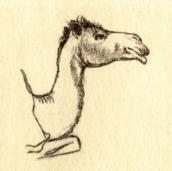 Head of camel
