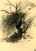 Дерево (2)