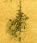 Plants. Sketch