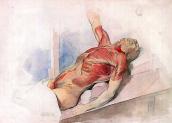 Anatomic drawing